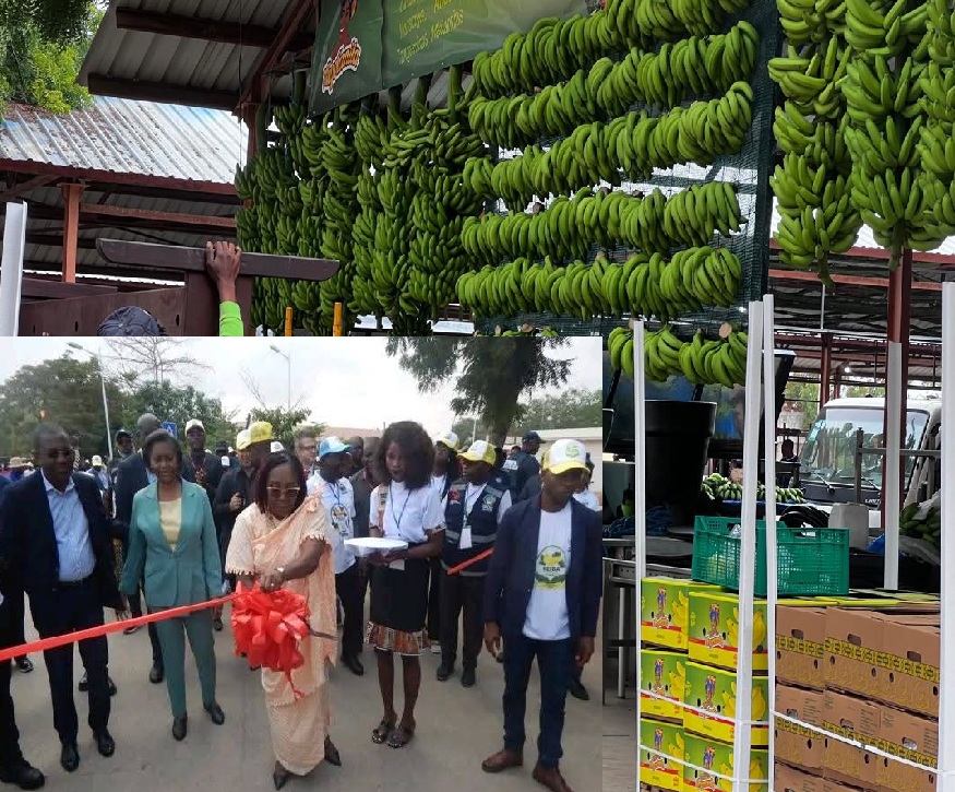 GOVERNADORA DO BENGO FAZ ABERTURA DA FEIRA DA BANANA COM MAIS DE 250 EXPOSITORES NO PANGUILA